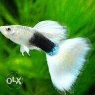 Imported full Red Guppy breeding pair and white