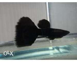 Jet black guppy, breeding pair 150 per pair
