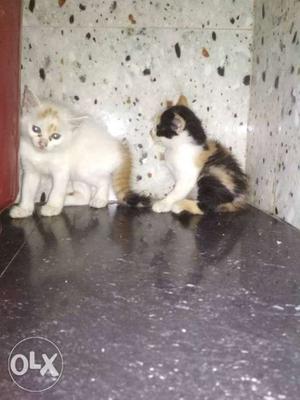 Kittens for sale