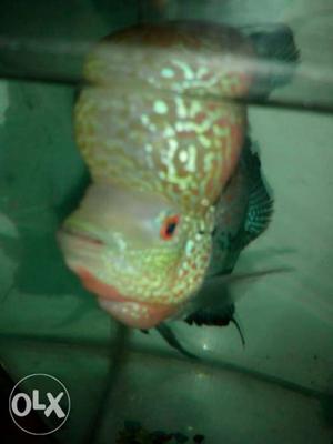 Kml flowerhorn for sell ball head