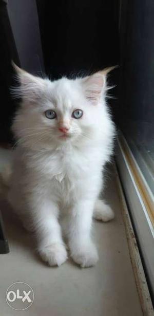Long-coated White percin Cat