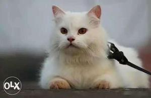 Long-fur White Persian Cat orange eyes