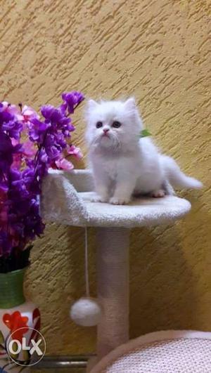 Long-fur White Persian Kitten