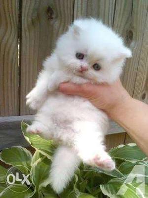 Long furry Persian baby.. Available..cod.