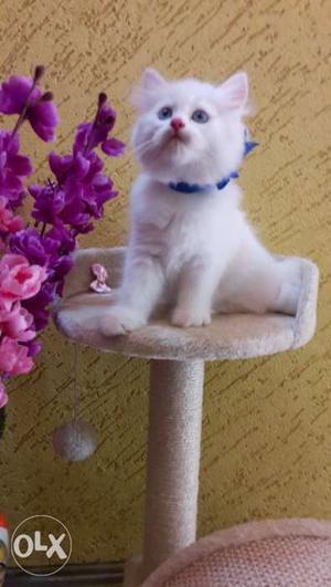 Long-hair White Kitten