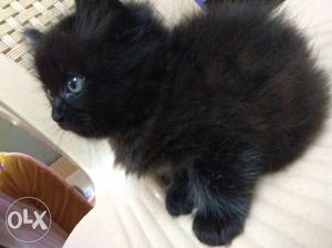 Long-haired Black Kitten