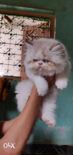 Long-haired Brown And White Cat