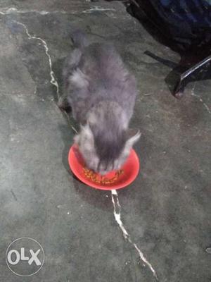 Long-haired Gray Cat