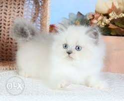Long-haired White Kitten