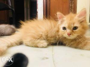 Male Persian kitten 2.5months old.very active and
