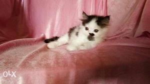 Male Persian kitten 3 months old