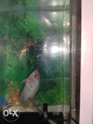 Male flowerhorn in best conditions.