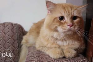 Male persian cat available for mating and sell