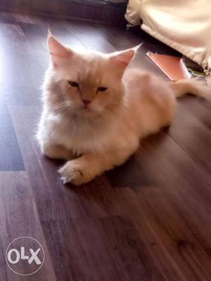 Male (pure persian) Healthy and very disciplined