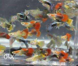 Mix guppy 60₹pair good color