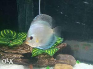 More than 3 inches good quality discus fish...
