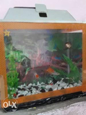 New fish tank 6 fish aur saath mein fish tank ka