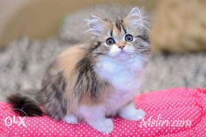 Off white colour persian kitten for sale COD