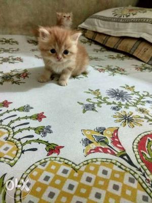 One month old four kittens for sale one for 