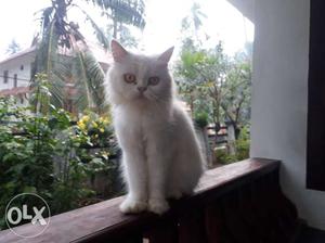One year old female persian cat