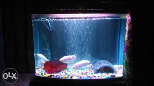 Only 2 week new Aquarium tank agent sell with