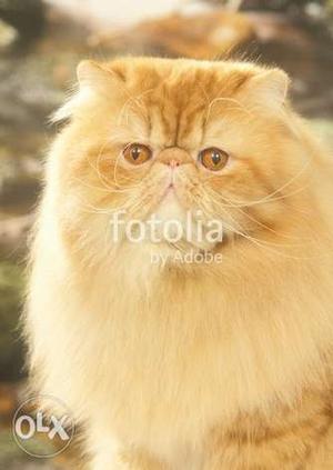 Only for matting punch face persian cat.oringnal