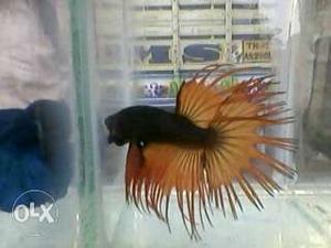 Orange And Black Betta Fish