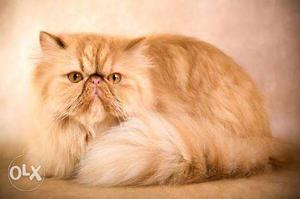 Orange Persian female ready for mating..