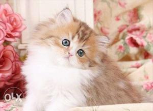 Orange white long hair Persian kitten available