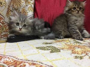 Original Persian cats (kittens) for sale cute,