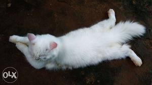 Original long hair persin white male cat. 9