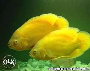 Pair of Lemon Oscars for sale Size:5 inch