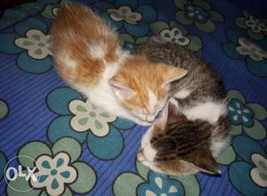 Pair of Two twin kittens.vaccinated with all