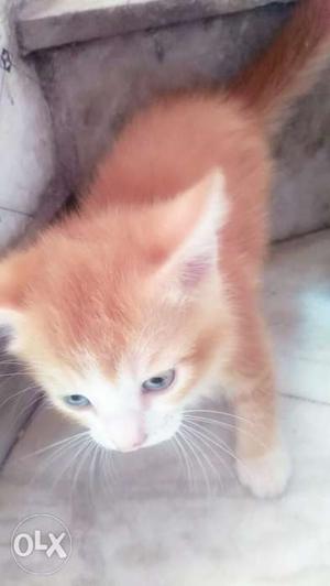 Pair of kittens, mixed breed,very active and