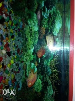 Pair of red fishes for sale