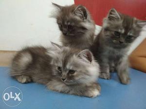 Parisian kitten available 2 male 1 female.50 days 11apri