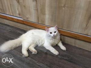 Persian Cat Female, 11 months Old, Healthy and