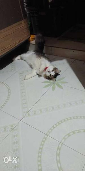 Persian Cat full Active Trained, Toilet Trained.