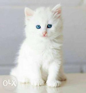 Persian Kitten  starting price.mobile808.