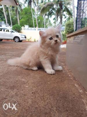 Persian cat. 2 month old. Male kittens