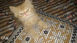 Persian cat 2months old male and female.. 6k per