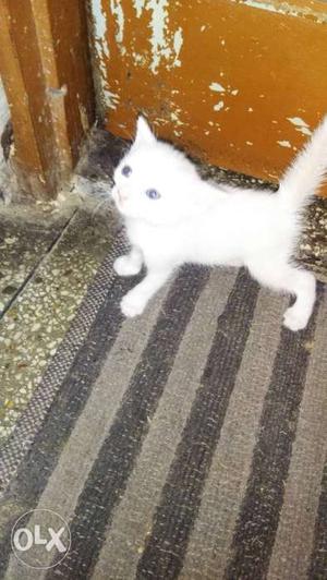Persian cat female two month old good quality cat