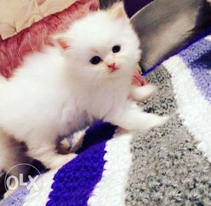 Persian cat kitten - blue eyes. 2months old.