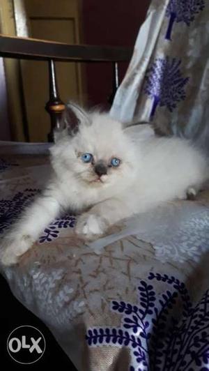 Persian cat kitten female 45 days