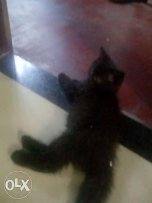 Persian.cat.kitten.male
