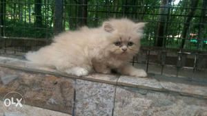 Persian cat kitten.semi punch.toilet