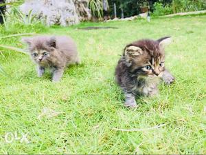Persian cat... kittens available...full punch and
