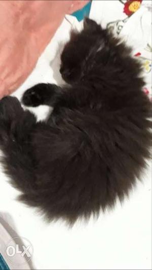 Persian cat kittens for sale