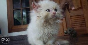 Persian cat male 1 month old kittens available exchange also