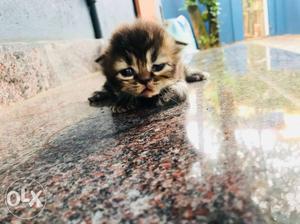 Persian cat male and female kittens exchange also ready
